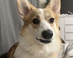 Собаки в Москве: Отдам девочку корги в самые добрые руки Девочка, Бесплатно - фото 2