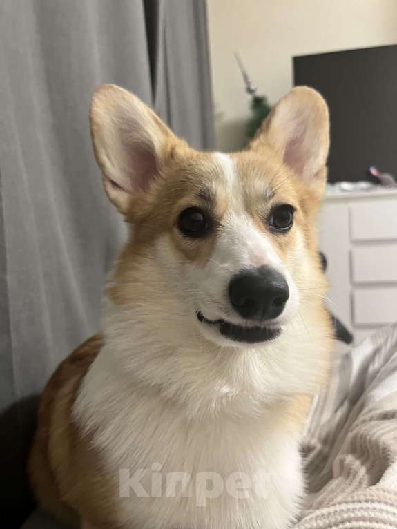 Собаки в Москве: Отдам девочку корги в самые добрые руки Девочка, Бесплатно - фото 2