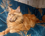 Кошки в Санкт-Петербурге: Котята Мейн кун Мальчик, 15 000 руб. - фото 9