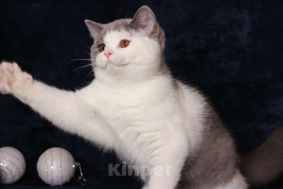 Кошки в Москве: Британская кошечка Девочка, 55 000 руб. - фото 2