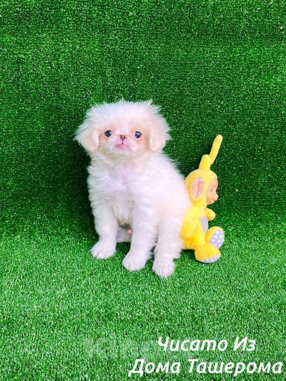 Собаки в Лыткарино: Малыши Японского хина Мальчик, 35 000 руб. - фото 3