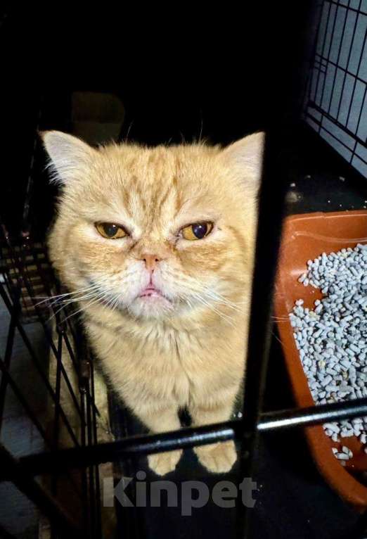 Кошки в Москве: Жан Клод ван кот ищет дом Мальчик, Бесплатно - фото 9