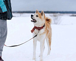 Собаки в Москве: Невероятный красавец Акита Ину Дайрин ищет дом Мальчик, Бесплатно - фото 2