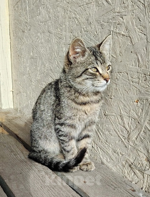 Кошки в других городах Ленинградской области: Маленький тигр ищет дом! 🐯 Мальчик, Бесплатно - фото 2