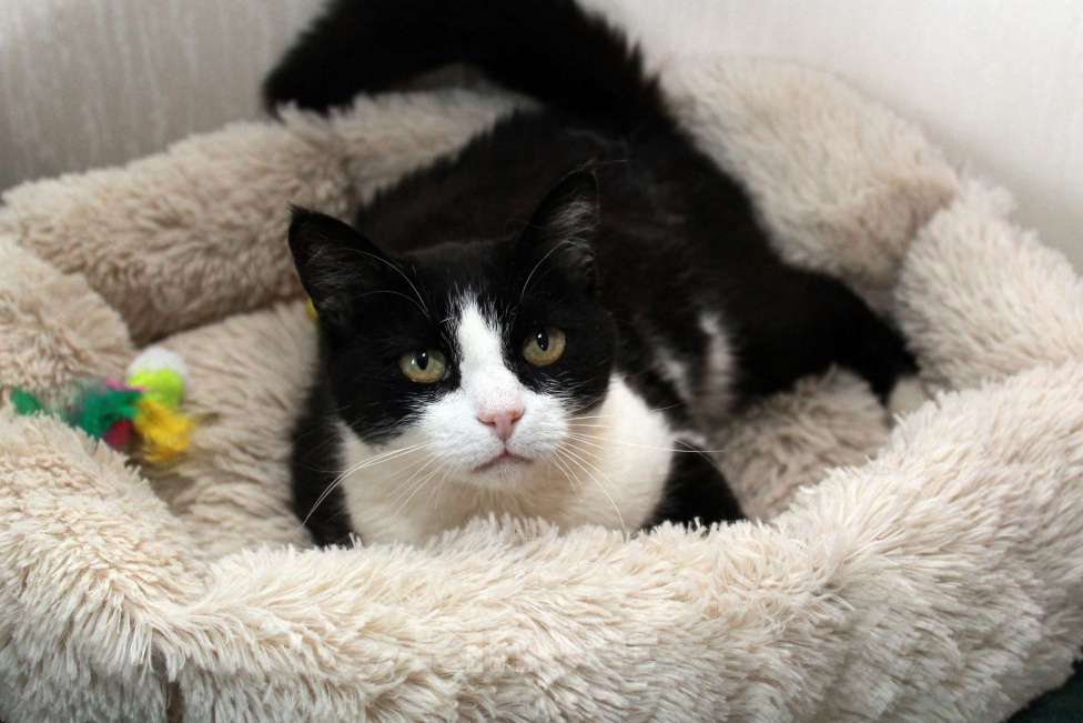 Кошки в Калуге: Феличита из магазина ищет дом. Молодая кошечка в добрые руки. Девочка, Бесплатно - фото 9