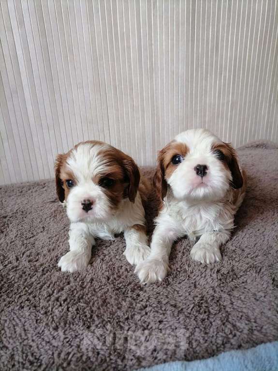 Собаки в Москве: Кавалер кинг Чарльз спаниель 1,5 мес щенки. Девочка, 90 000 руб. - фото 4