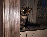 Кошки в Нижнем Новгороде: Асюша ищет новый дом Девочка, 1 руб. - фото 3