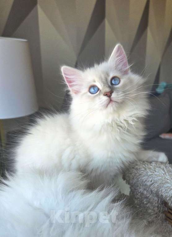 Кошки в Москве: Котенок невской маскарадной Девочка, Бесплатно - фото 5