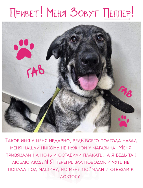 Собаки в Санкт-Петербурге: Собака-антистресс Пеппер ищет дом Девочка, Бесплатно - фото 2
