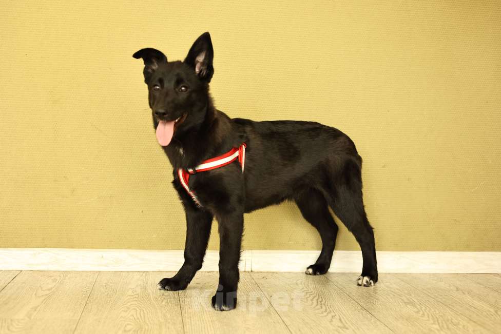 Собаки в Москве: Щенок в Москве бесплатно Девочка, Бесплатно - фото 4