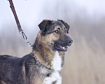 Собаки в Москве: Активный молодой пес Арго  очень плачет в приюте. Мальчик, Бесплатно - фото 4