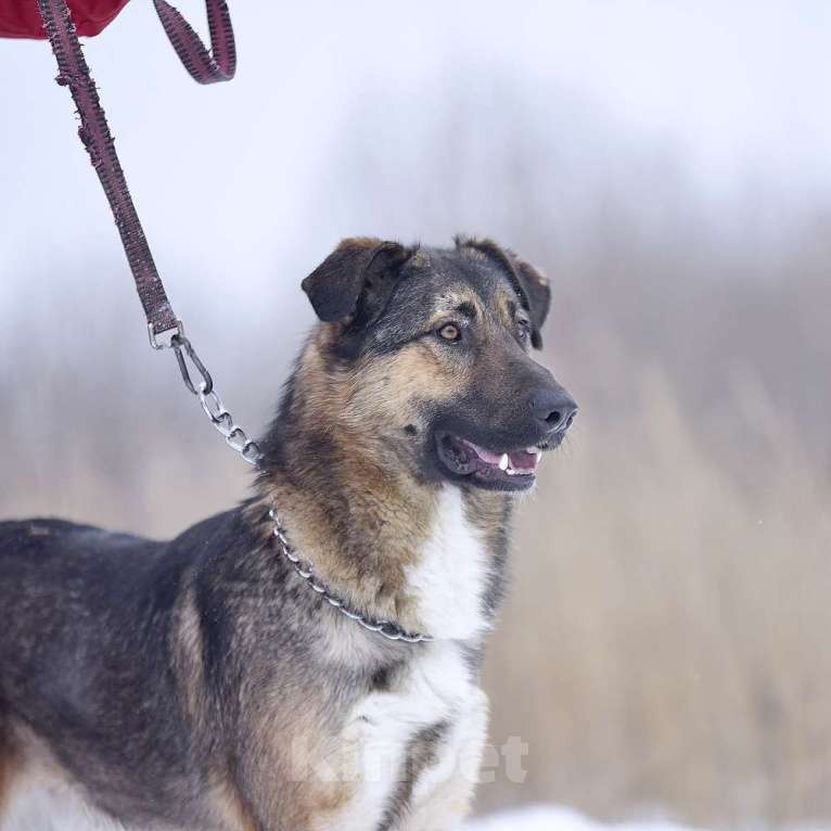 Собаки в Москве: Активный молодой пес Арго  очень плачет в приюте. Мальчик, Бесплатно - фото 4