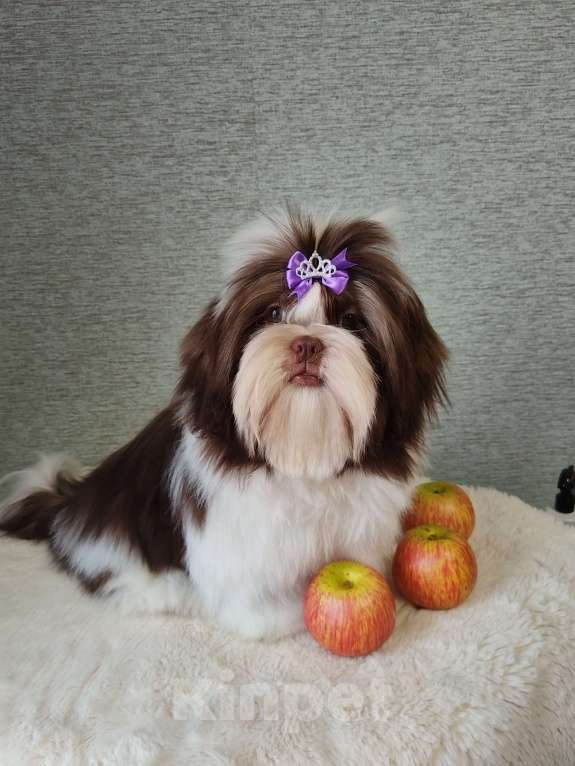 Собаки в других городах Московской области: Самир, малыш ши тцу Мальчик, Бесплатно - фото 1