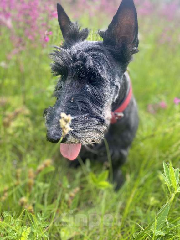 Собаки в Павловском Посаде: Вязка скотч-терьера Мальчик, Бесплатно - фото 3
