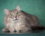 Кошки в Москве: Пушистый нежный и ласковый кот Пух ищет дом Мальчик, 1 руб. - фото 10