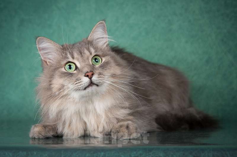 Кошки в Москве: Пушистый нежный и ласковый кот Пух ищет дом Мальчик, 1 руб. - фото 10