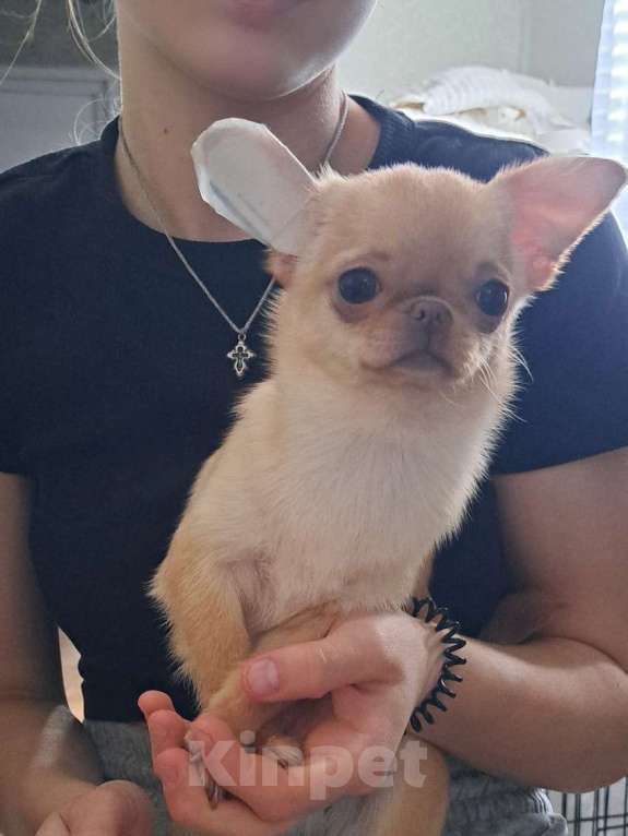 Собаки в Ростове-на-Дону: Девочки чихуахуа  Девочка, 55 000 руб. - фото 3