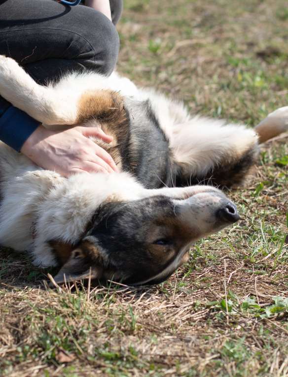 Собаки в Москве: Теодор, лучший друг Мальчик, Бесплатно - фото 5