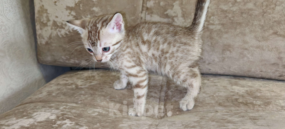 Кошки в Москве: Бенгальский котенок  Девочка, 25 000 руб. - фото 3