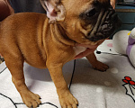 Собаки в Омске: Продаем щенков французкого бульдога Мальчик, Бесплатно - фото 2