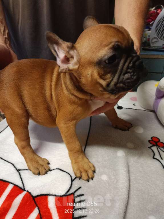 Собаки в Омске: Продаем щенков французкого бульдога Мальчик, Бесплатно - фото 2