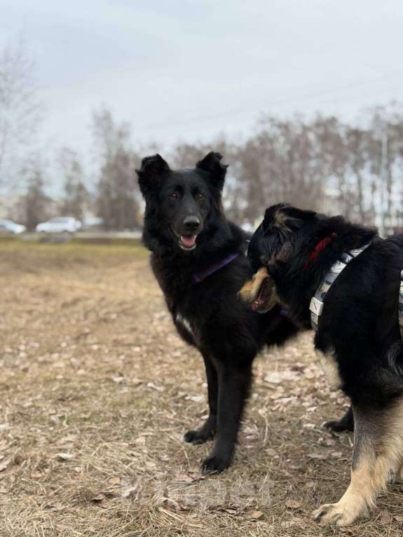 Собаки в Москве: Черные сестрицы, блеск и элегантность  Девочка, Бесплатно - фото 6