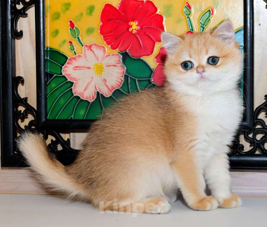 Кошки в Рыбинске: Британская короткошерстная 3 мес девочка .золото Девочка, 25 000 руб. - фото 3