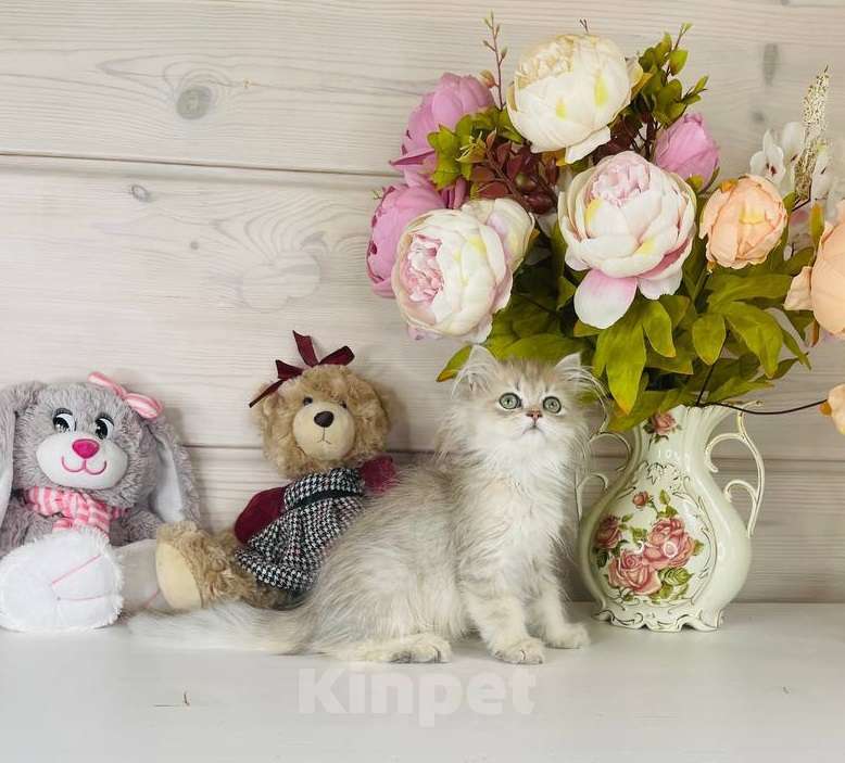 Кошки в других городах Ленинградской области: Британский котик Мальчик, 25 000 руб. - фото 2