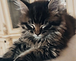 Кошки в Шатуре: Мей-кун котенок Девочка, 10 000 руб. - фото 5