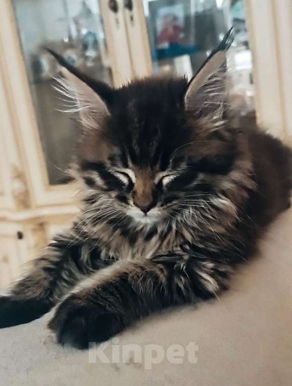 Кошки в Шатуре: Мей-кун котенок Девочка, 10 000 руб. - фото 5