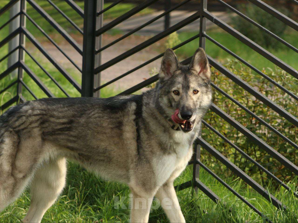 Собаки в Москве: Милая Майя ищет дом Девочка, Бесплатно - фото 2