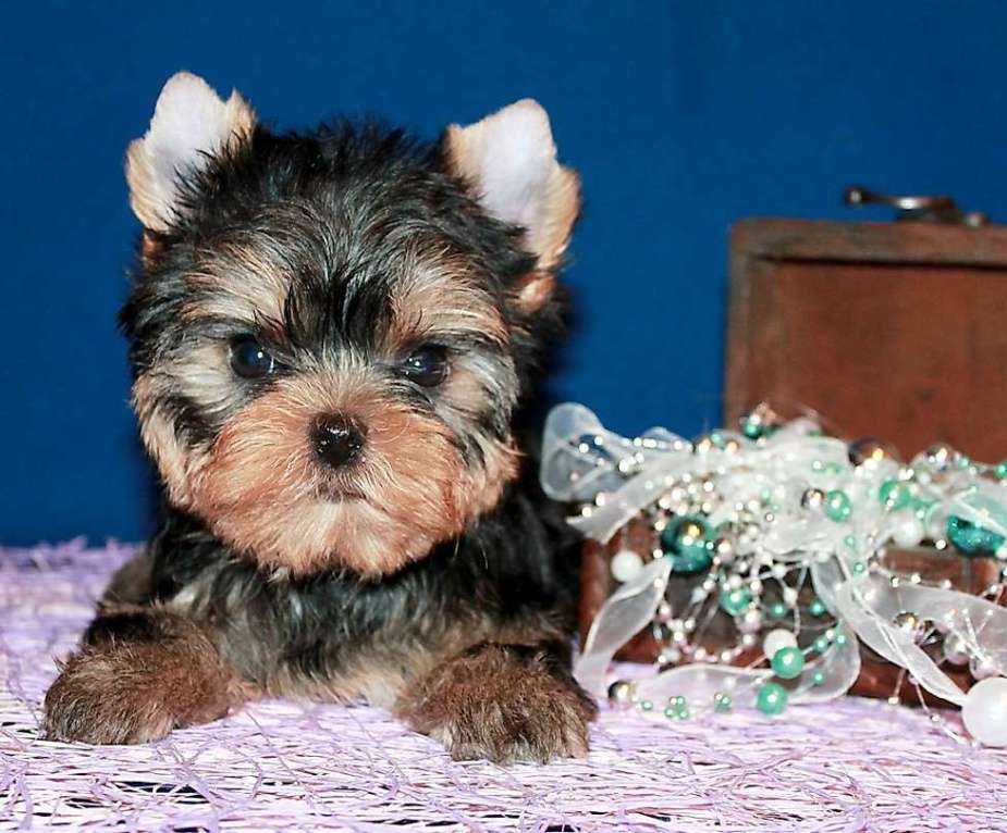 Собаки в Москве: Маленький мальчик, Лидер. Мальчик, 60 000 руб. - фото 5