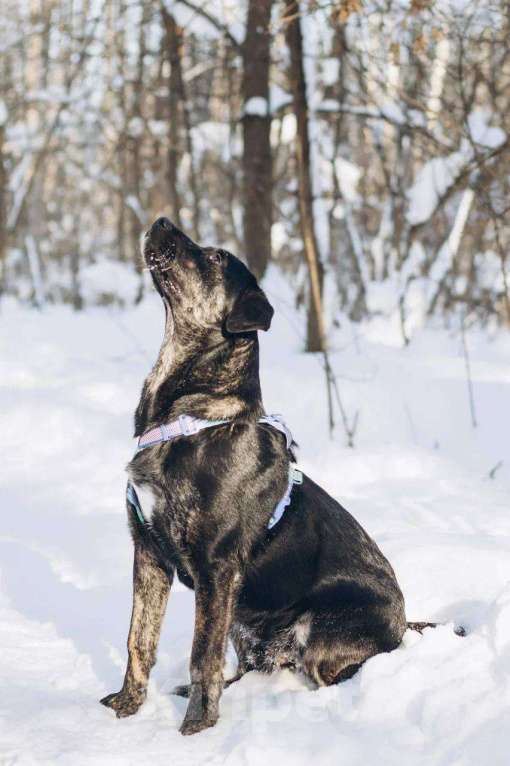 Собаки в Москве: Мунрей ищет дом Мальчик, Бесплатно - фото 7
