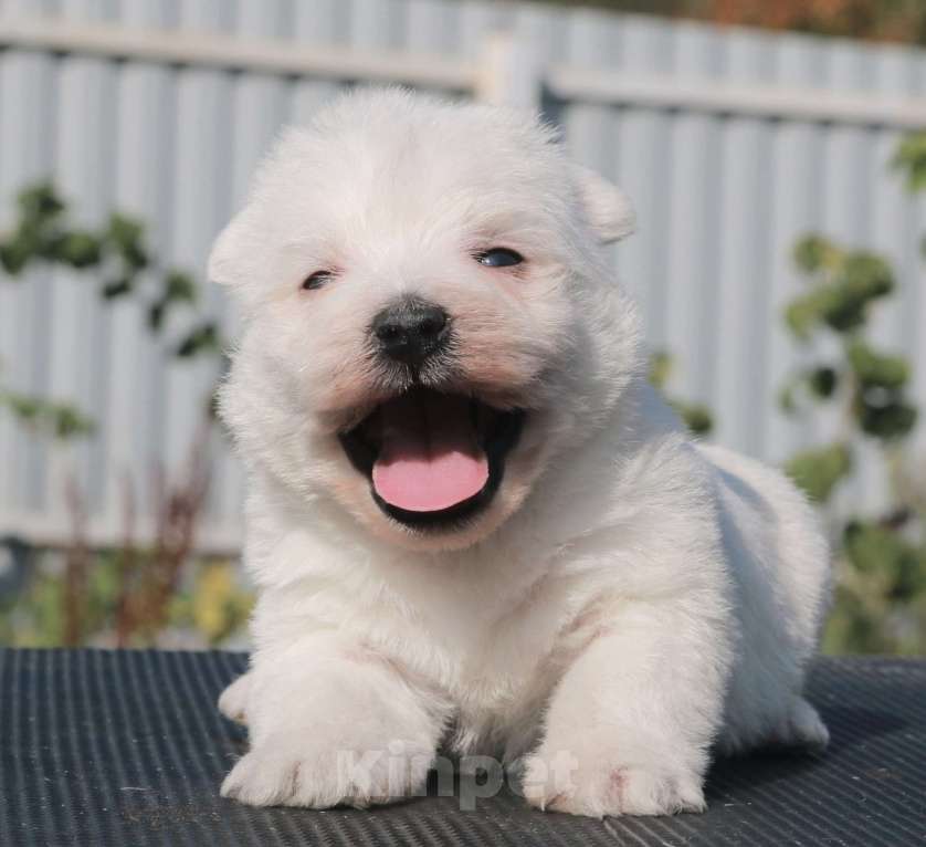 Собаки в Москве: вест хайленд вайт терьер щенки суки Девочка, 100 000 руб. - фото 7