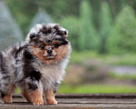 Собаки в Солнечногорске: Померанский шпиц , мрамор Мальчик, 40 000 руб. - фото 1