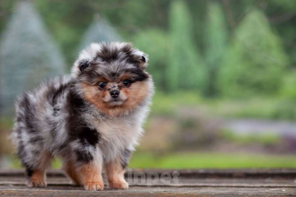 Собаки в Солнечногорске: Померанский шпиц , мрамор Мальчик, 40 000 руб. - фото 1