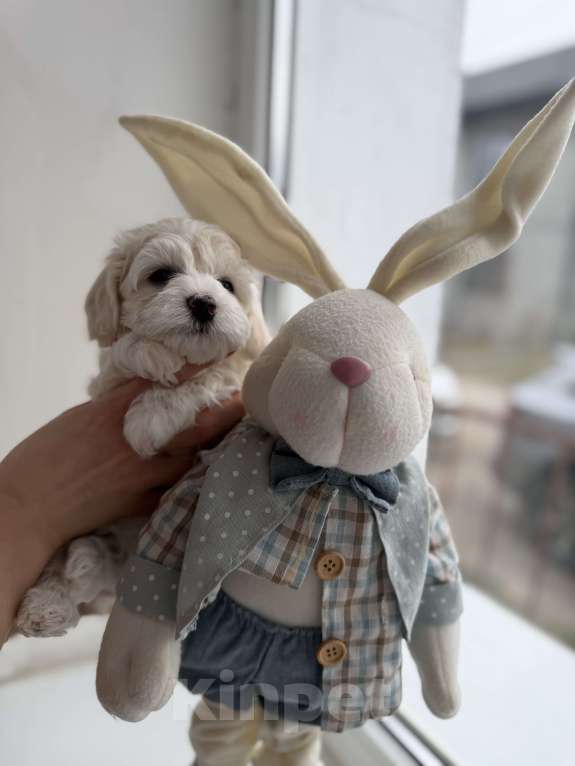 Собаки в Иваново: Той-пудель Мальчик, 80 000 руб. - фото 10