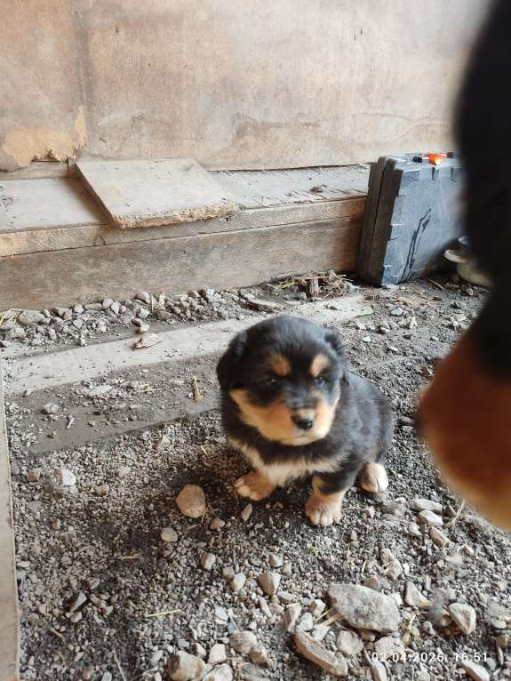 Собаки в Артемовском: Продаются банхарчики Мальчик, 10 000 руб. - фото 1