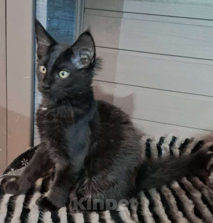 Кошки в Санкт-Петербурге: Котята мейн куны мальчики Мальчик, 45 руб. - фото 4