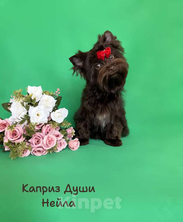 Собаки в Санкт-Петербурге: Девочка в разведение шоколадный йорк Девочка, 70 000 руб. - фото 5