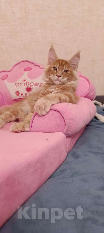 Кошки в Новосибирске: Детки мейн-кун полидакт в варежках Девочка, 20 000 руб. - фото 6