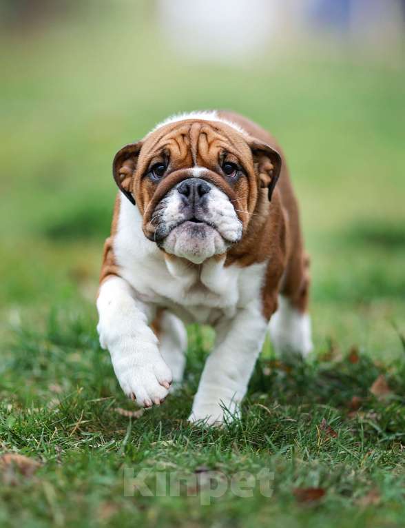 Собаки в Обнинске: Щенки английского бульдога Девочка, 80 000 руб. - фото 1