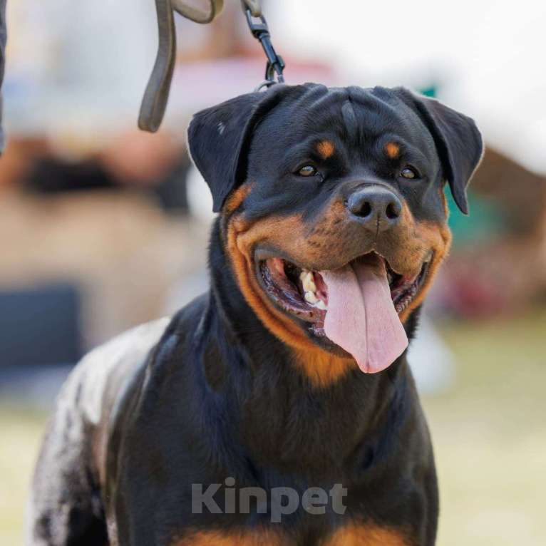 Собаки в Москве: питомник Девочка, Бесплатно - фото 2