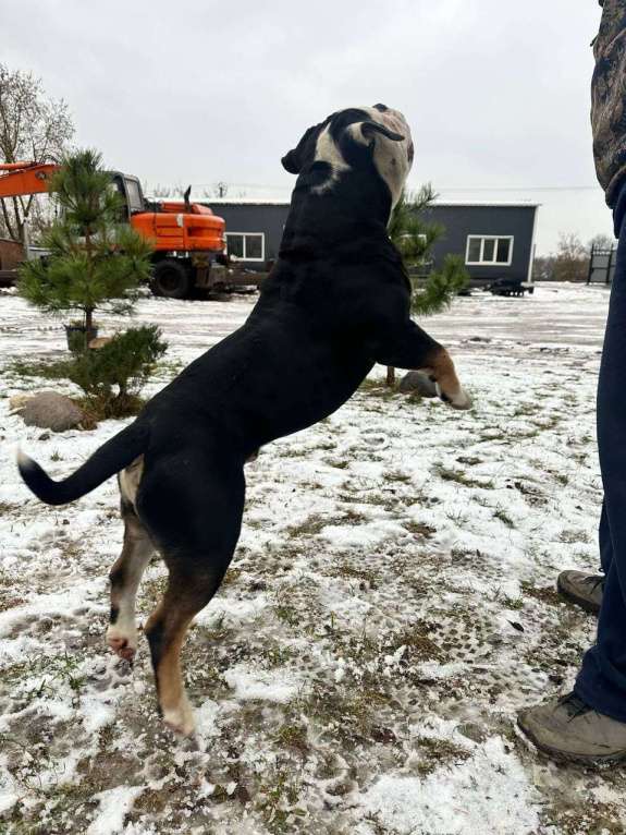 Собаки в других городах Воронежской области: Девочка староанглийский бульдог Девочка, 80 000 руб. - фото 7