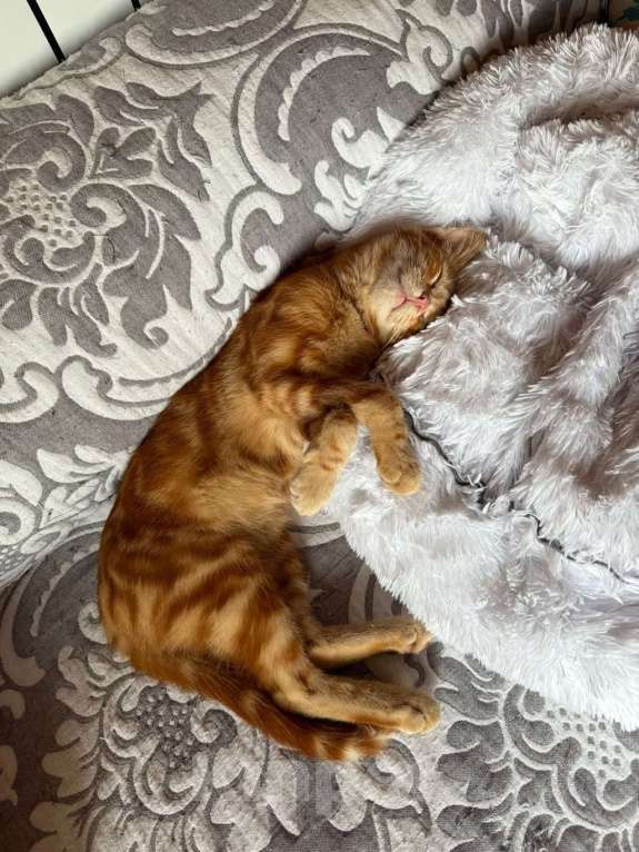 Кошки в Москве: Рыжий мраморный котёнок Симба в добрые руки Мальчик, 1 руб. - фото 3