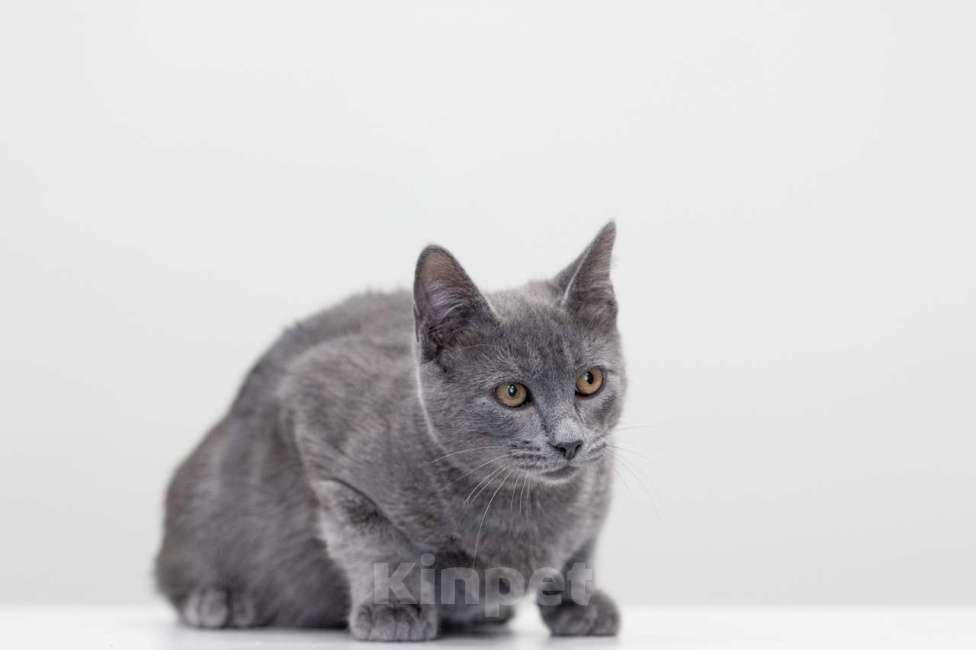 Кошки в Москве: Трюфель Мальчик, Бесплатно - фото 4