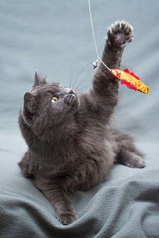 Объявление: Красивая кошка Лянка в добрые руки, 100 руб., Москва