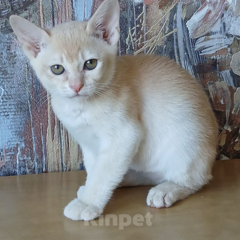 Кошки в других городах Ленинградской области: Бурманский котенок. Мальчик, 35 000 руб. - фото 3