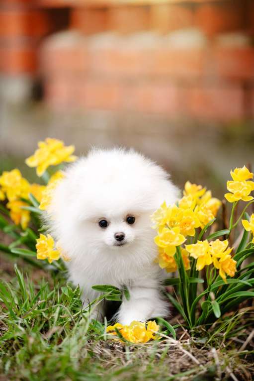 Собаки в Видном: Померанский шпиц Мальчик, 50 000 руб. - фото 4