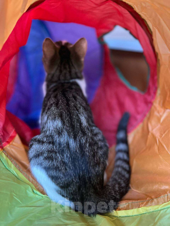 Кошки в Москве: Веселая Нюша ищет дом Девочка, Бесплатно - фото 4